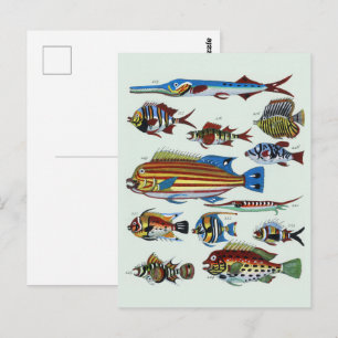 Carte Postale Gravure de Histoire Naturelle de Poissons Exotique