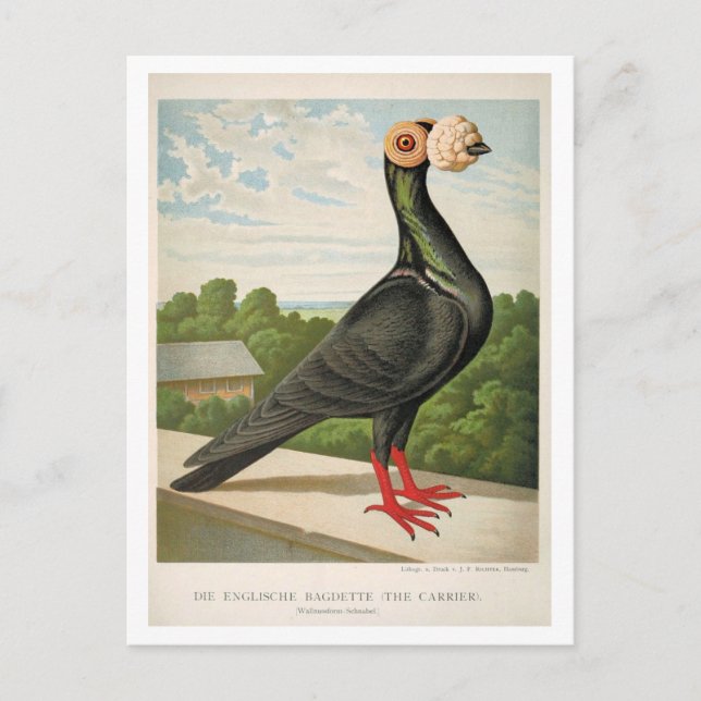 Carte Postale Gravure litho pigeon antique The Carrier (Devant)