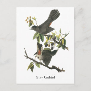 Carte Postale Gray Catbird, John Audubon