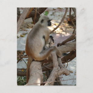 Carte Postale Gray Langur - Repose-toi
