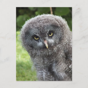 CARTE POSTALE GRAY OWL