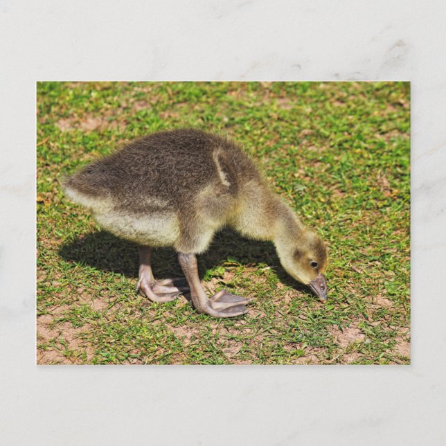 Carte Postale Grazing Gosling. Lac Roath Park, Cardiff, Pays de  (Devant)