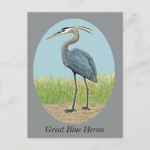 Carte postale Great Blue Heron