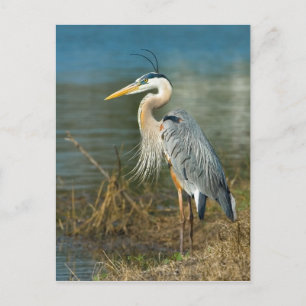 Carte postale Great Blue Heron