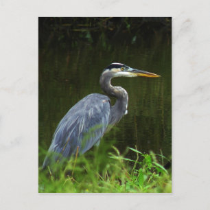 Carte postale Great Blue Heron 3