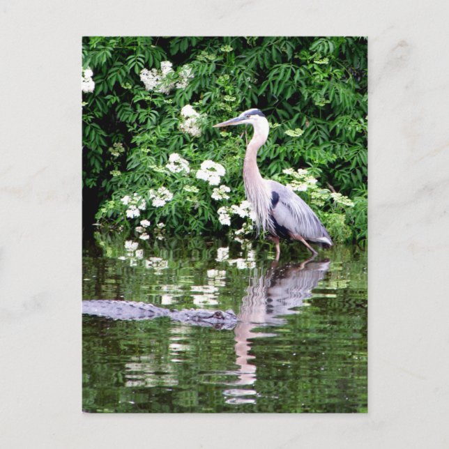 Carte postale Great Blue Heron et Alligator (Devant)
