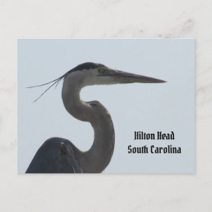 Carte postale Great Blue Heron Hilton Head SC