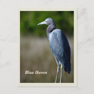 Carte postale Great Blue Heron Holiday