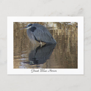Carte postale Great Blue Heron in Creek