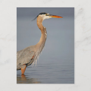Carte Postale Great Blue Heron Profile