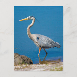 Carte postale Great Blue Heron Wading