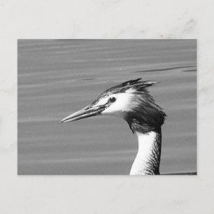 Carte postale Great Crested Grebe