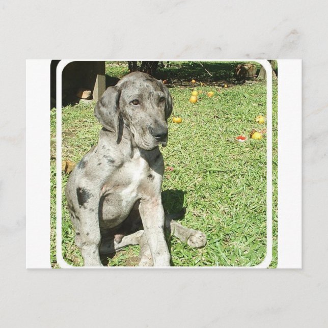 Carte postale Great Dane (Devant)