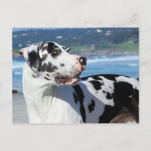 Carte Postale Great Dane - Arlequin - Bogey