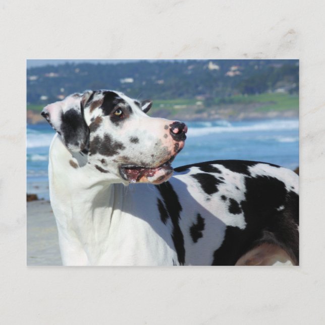 Carte Postale Great Dane - Arlequin - Bogey (Devant)