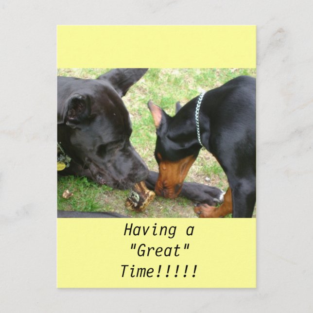Carte postale Great Dane et Doberman (Devant)