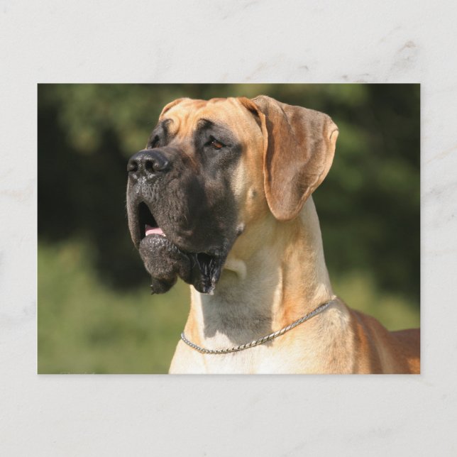 Carte Postale Great Dane - fawn / Deutsche Dogge - gelée (Devant)