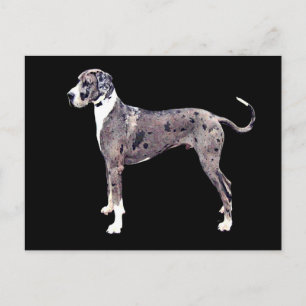 Carte Postale Great Dane Merle 'Heffner'