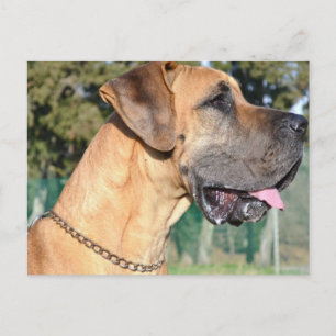 Carte postale Great Dane Photo