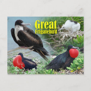 Carte Postale Great Frigatebird, Midway Atoll, Îles Hawaïennes