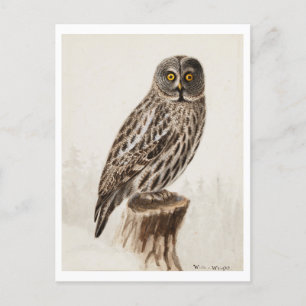 Carte postale Great Grey Owl