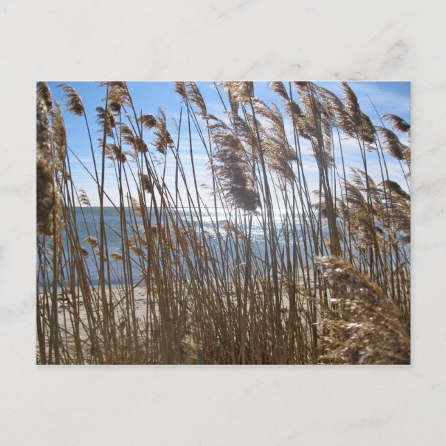 Carte Postale Great South Bay à Blue Point, NY (Devant)