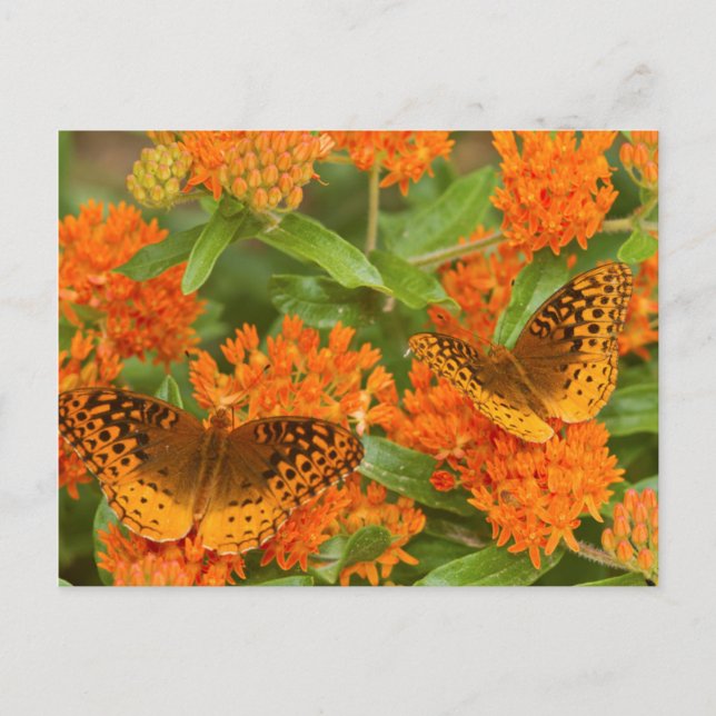 Carte Postale Great Spangled Fritillaries on Butterfly Milkweed (Devant)