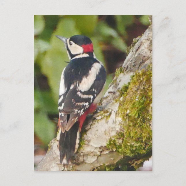 Carte postale Great Spotspot Woodpecker (Devant)