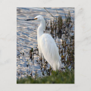 Carte postale Great White Heron