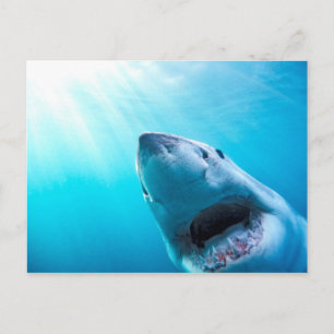 Carte Postale Great White Shark   Afrique du Sud