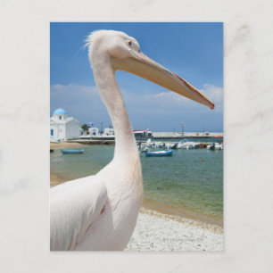 Carte Postale Grèce, Îles des Cyclades, Mykonos, Pélican sur