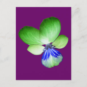 Carte postale Green and Blue Pansy