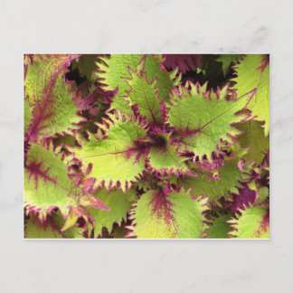 Carte postale Green bush