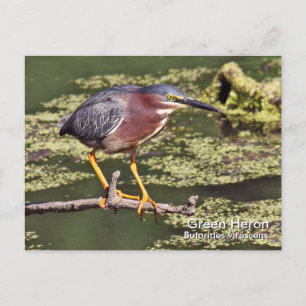 Carte postale Green Heron