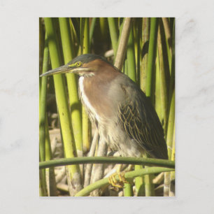 Carte postale Green Heron