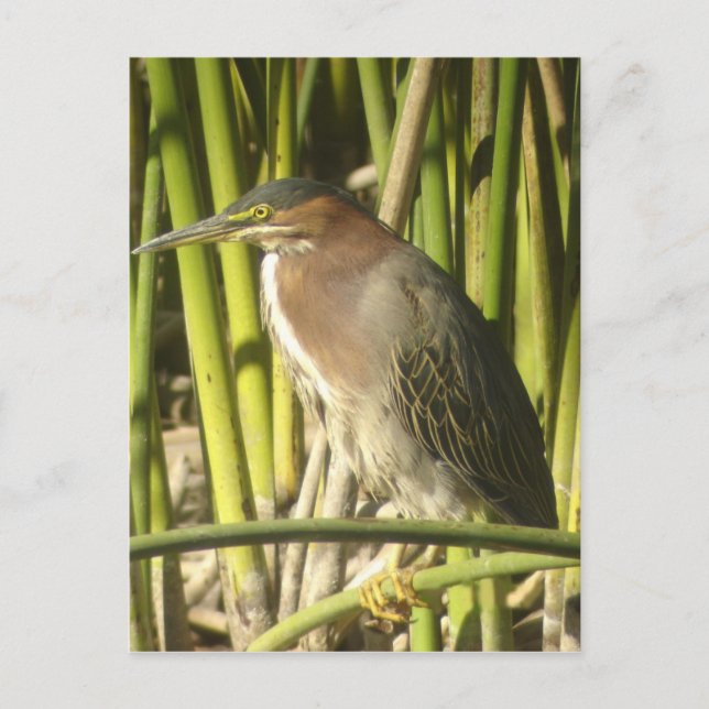Carte postale Green Heron (Devant)
