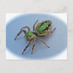 Carte Postale Green Jumping Spider (Salticidae)