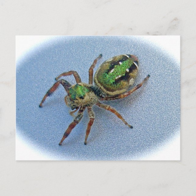 Carte Postale Green Jumping Spider (Salticidae) (Devant)