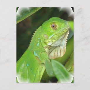 Carte postale Green Lizard
