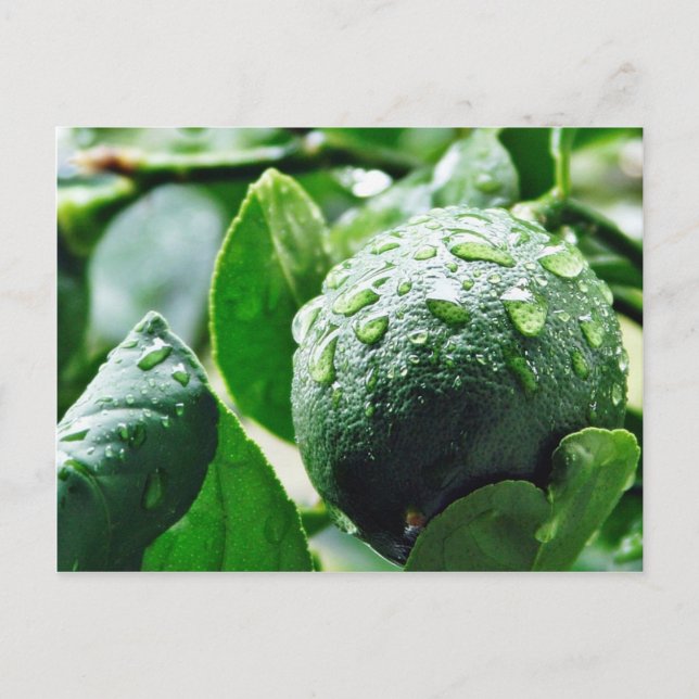 Carte Postale Green Meyer Lemon (Devant)