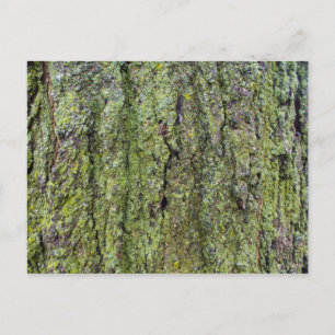 Carte Postale Green on Tree Bark
