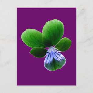 Carte postale Green Pansy