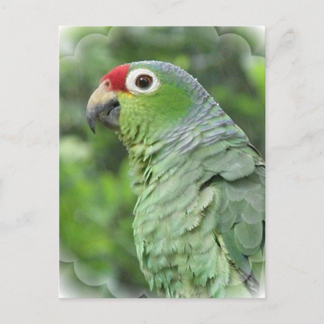 Carte postale Green Parrot (Devant)