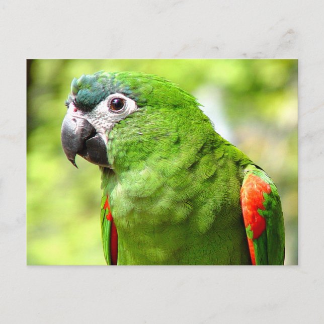 Carte postale Green Parrot 2 (Devant)