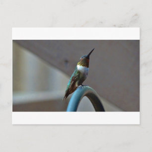 Carte Postale Green ruby little hummingbird