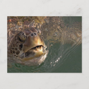 Carte postale Green Sea Turtle
