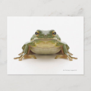 Carte Postale Green tree frog (Hylidae cinerea)