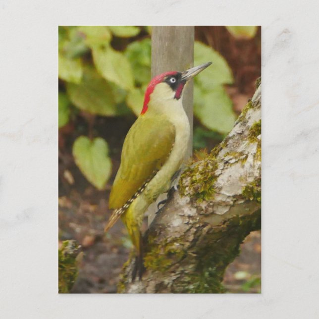 Carte postale Green Woodpecker (Devant)