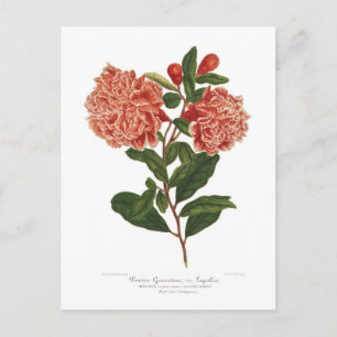 Carte Postale Grenade