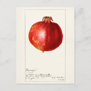 Carte Postale Grenades (Punica Granatum) Peinture de fruits